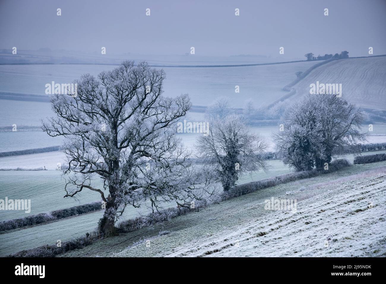 Vartenham Hill an einem frostigen Neujahrstag, Milborne Port, Somerset, England, Großbritannien Stockfoto
