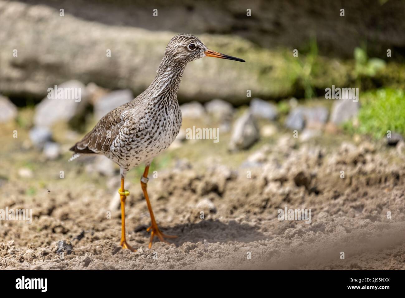 Nahaufnahme eines Rotschenkels an der Uferlinie - Seitenansicht Stockfoto
