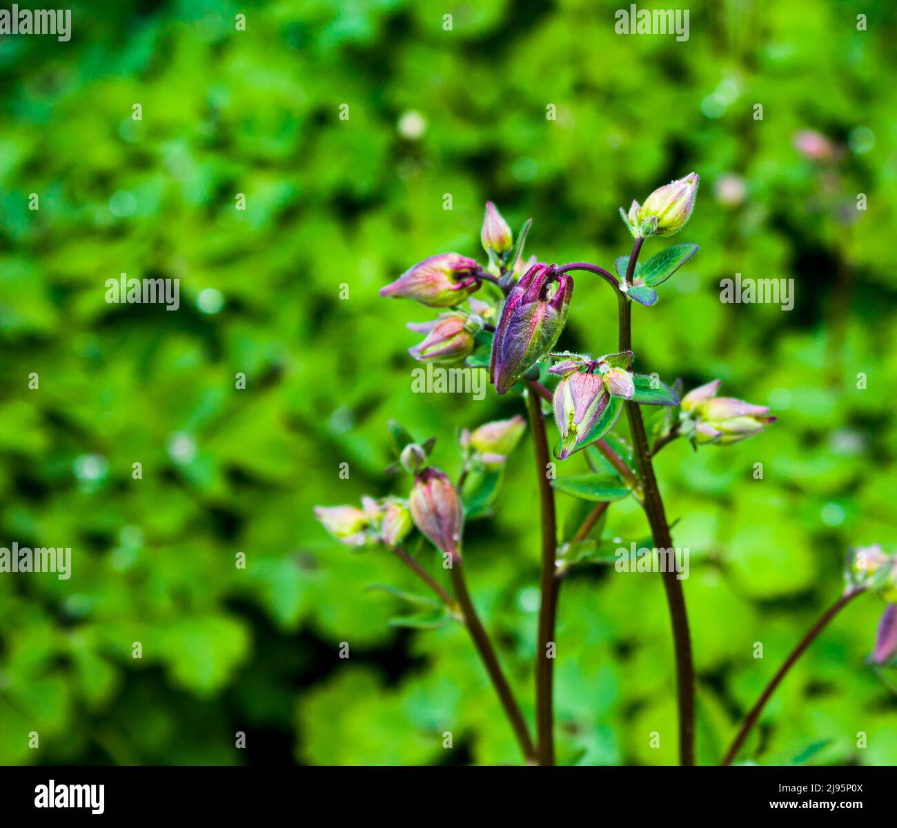 Virginia-Spitzkraut (Tradescantia virginiana) mit Tropfen nach Regen das Blumenbeet Stockfoto