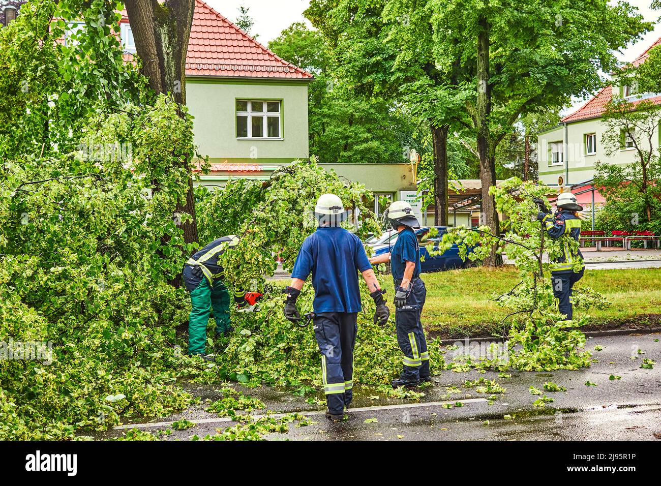 Berlin, Deutschland - 12. Juni 2019: Ein entwurzelter Baum, der nach einem schweren Sturm auf einer großen Straße in Berlin liegt. Die Feuerwehrleute schneiden sie ab Stockfoto