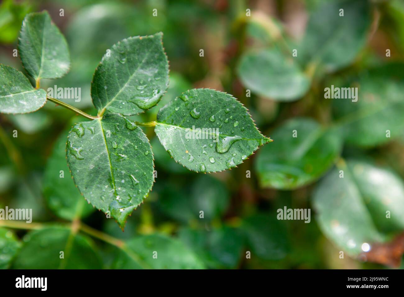 Selektiver Fokus. Regentropfen auf Rosenblättern. Frühling. Nahaufnahme. Stockfoto