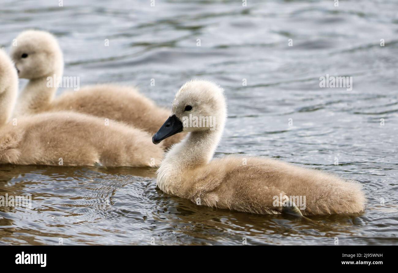 Mute Swan Cygnets in Pond, Dundee , Schottland Stockfoto
