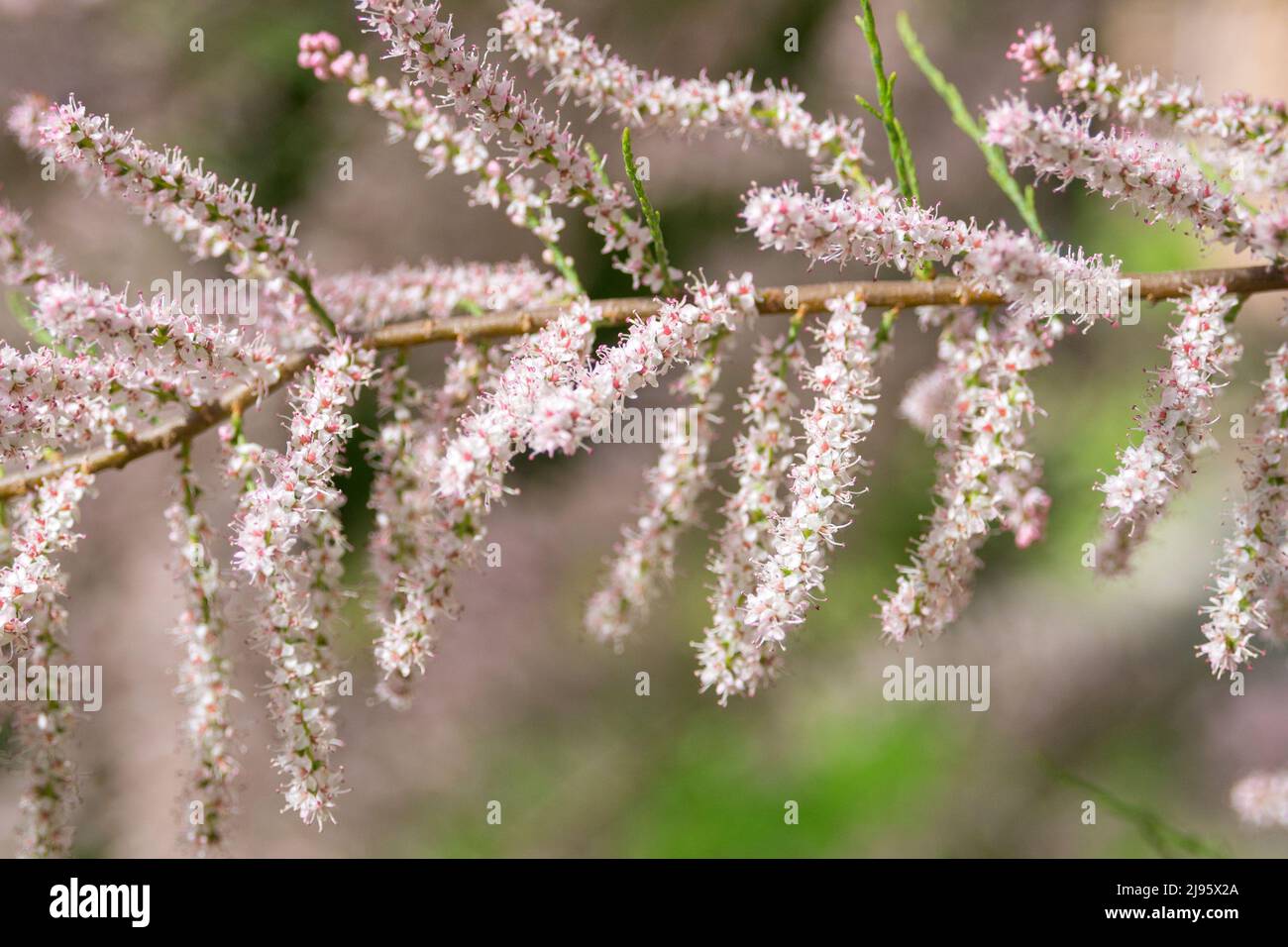 Twiggy strauch Fotos und Bildmaterial in hoher Auflösung Alamy