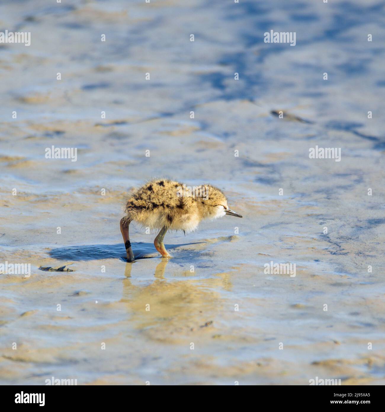 Baby-Schwarzflügelschnepfen-Küken Himantopus himantopus sind einsame Spaziergänge. Ist ein Shorebird, der am Ufer des Salzwassers und im Salz lebt Stockfoto