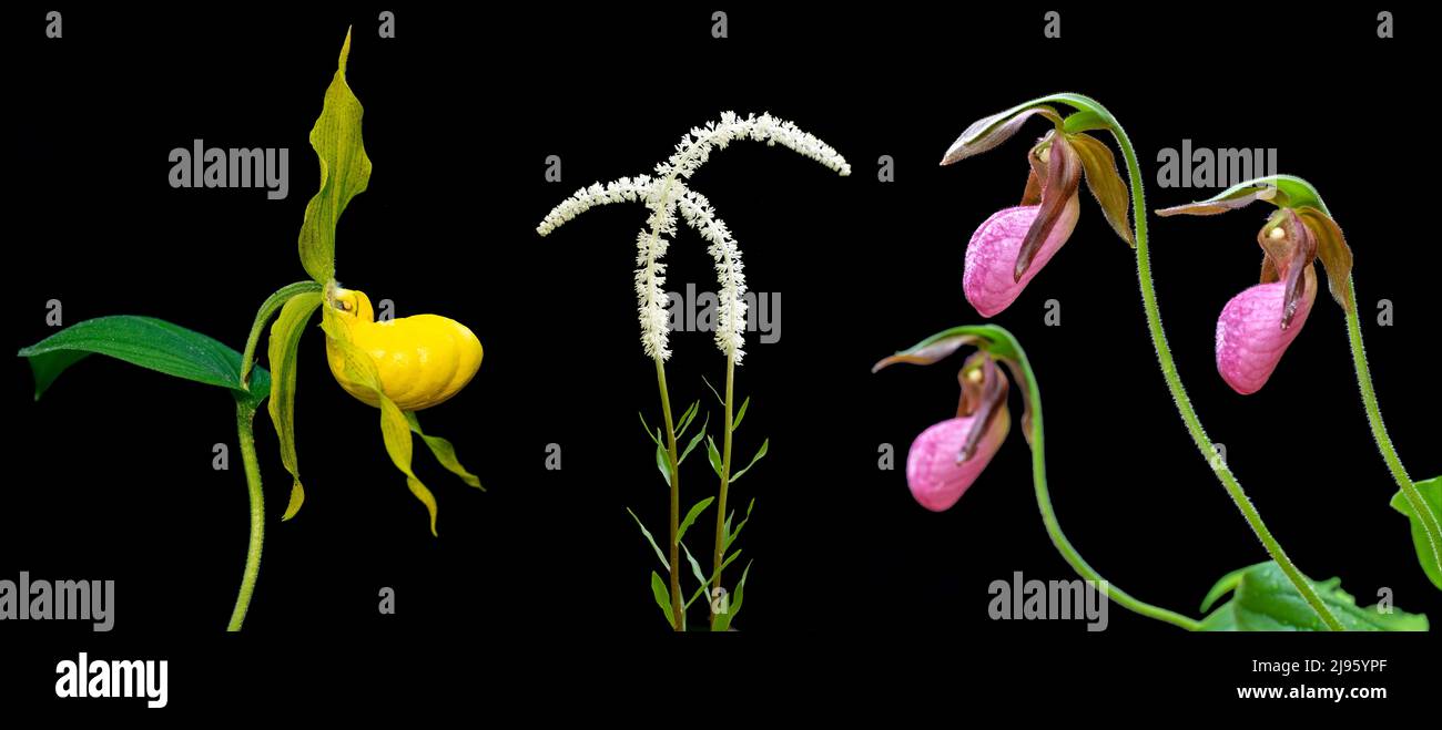 Bunte Wildblumen-Kompositen (Yellow Lady's Slipper, Fairy Wand und Pink Lady's Slipper) isoliert vor schwarzem Hintergrund - North Carolina, USA Stockfoto