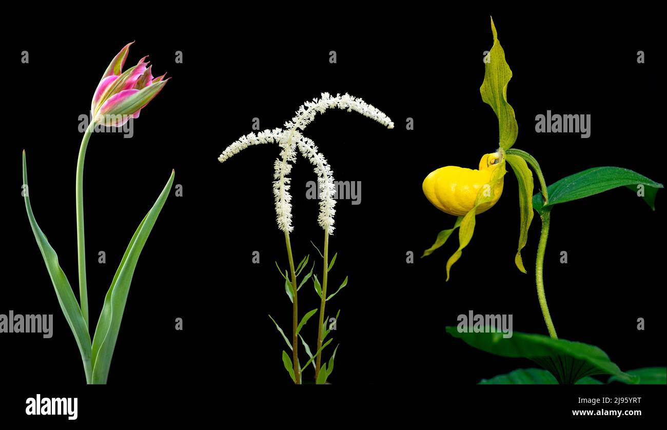 Farbenfrohe Blumenwerkstoffe (Tulpe, Fairy Wand und Yellow Lady's Slipper) isoliert vor schwarzem Hintergrund - North Carolina, USA Stockfoto