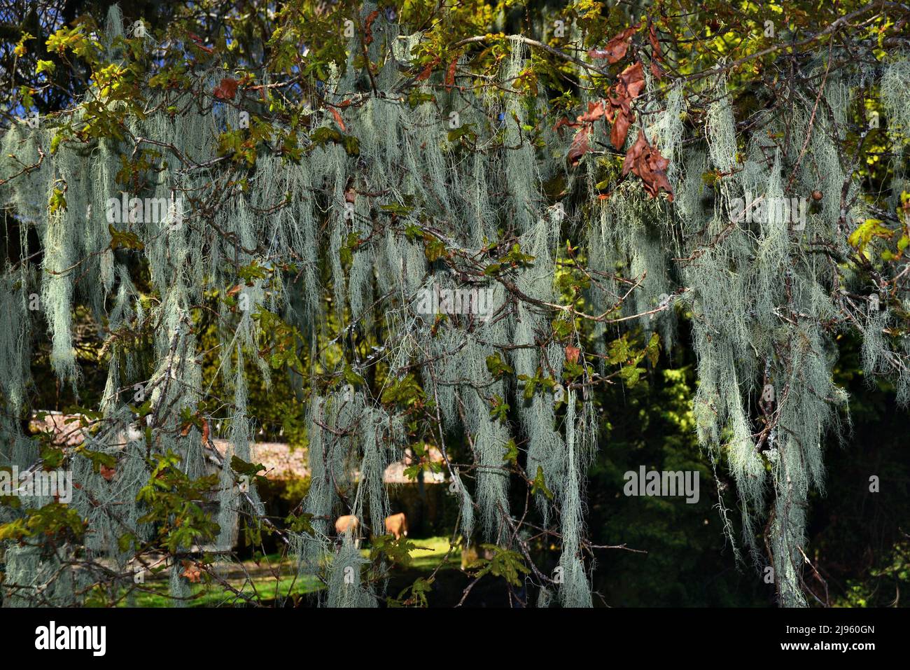 Dramatische Komposition von Flechten Usnea cavernosa, die an Bäumen auf dem Jakobsweg hängen Stockfoto