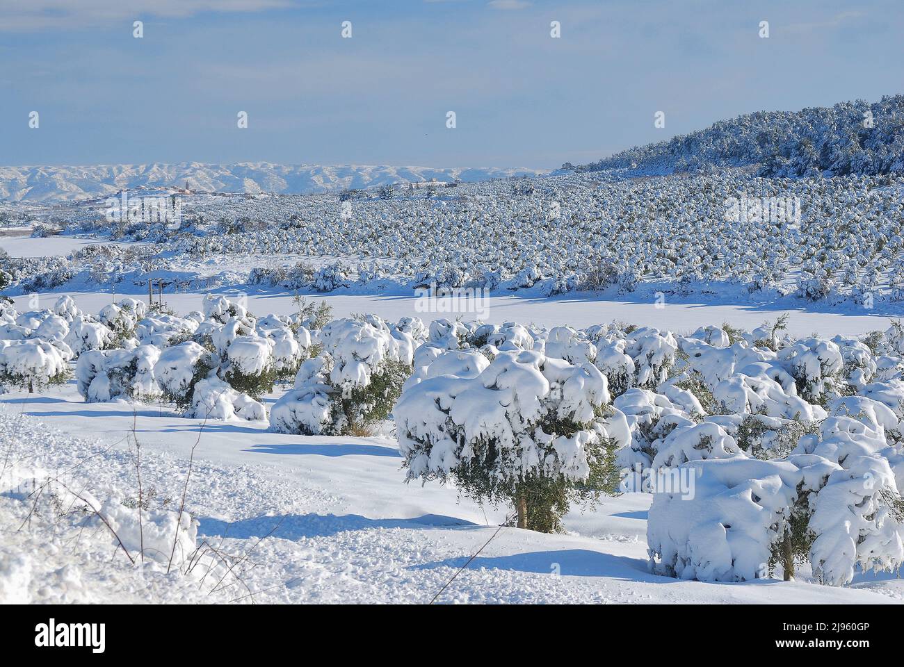 Olivenbäume, die aufgrund des starken Schneefalls im Januar 2010 in Granadella, Les Garrigues, mit Schnee bedeckt sind Stockfoto