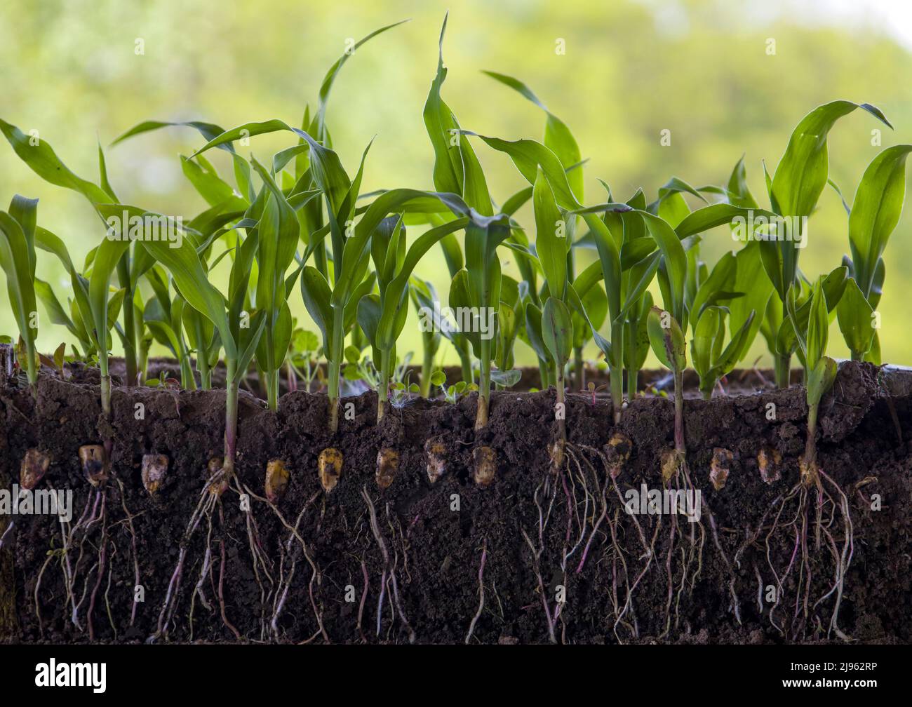 Junge Triebe von Mais mit Wurzeln isoliert auf weiß Stockfoto