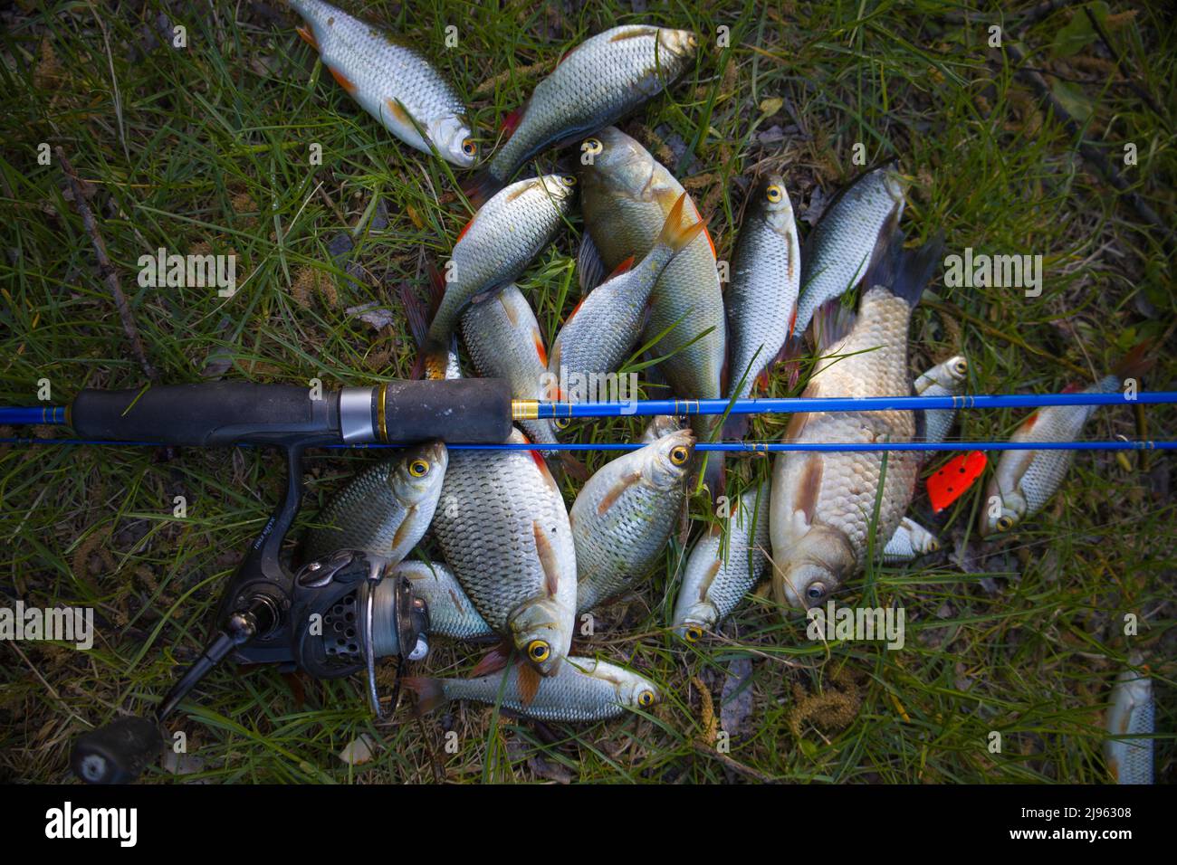 Kleine Fische mit Spinning auf grünem Gras. Selektiver Fokus. Stockfoto