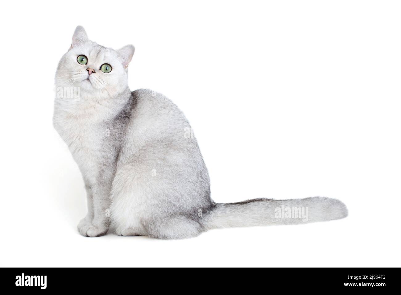 Schöne weiße britische Katze, isoliert auf weißem Hintergrund Stockfoto