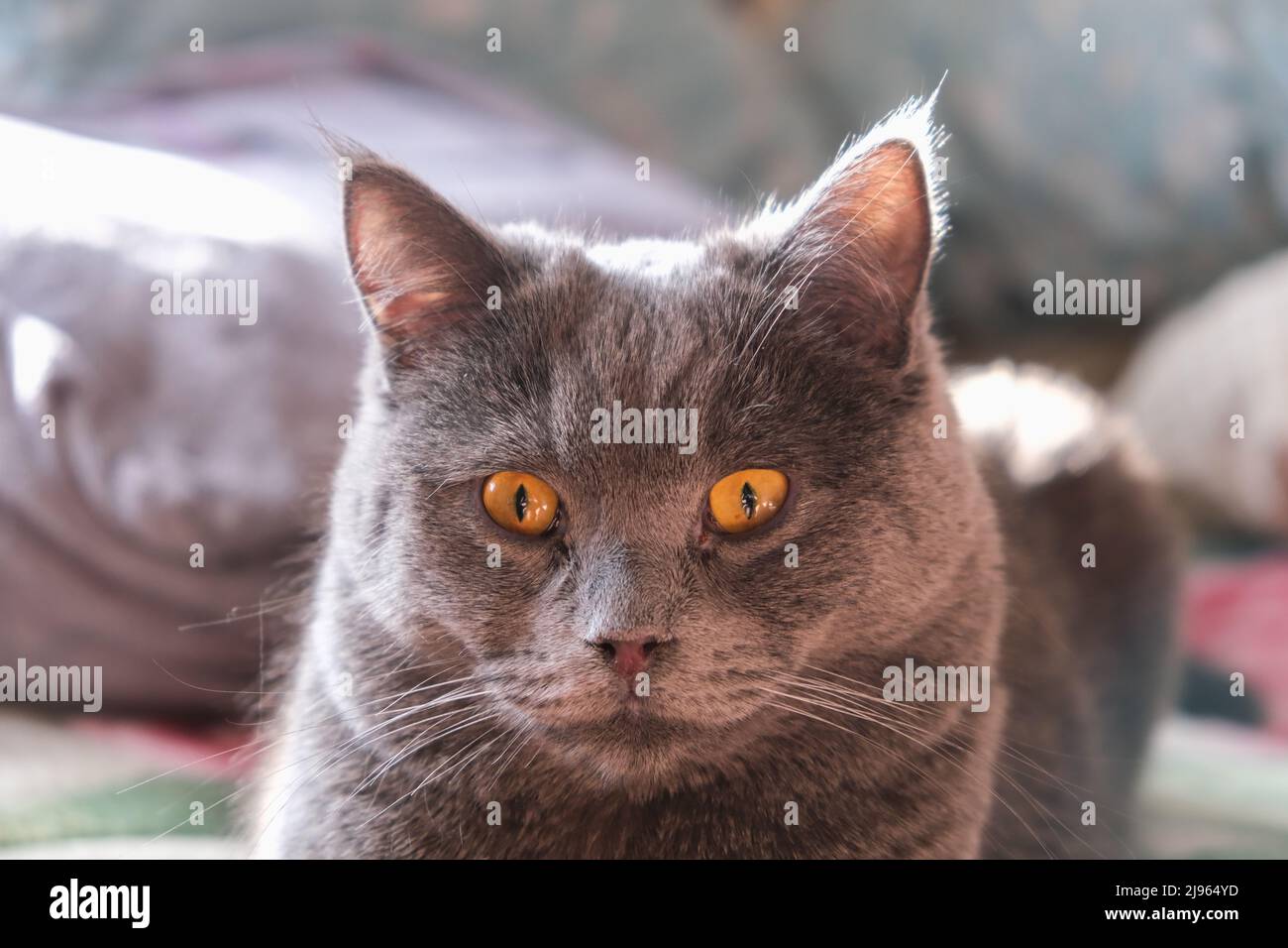 Die Katze liegt im Sonnenlicht. Porträt einer Katze, Chartreuse. Komfort, Komfort, Faulheit. Stockfoto