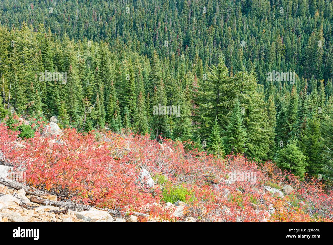 Wald im North Cascades National Park im Herbst, Staat Washington, USA Stockfoto