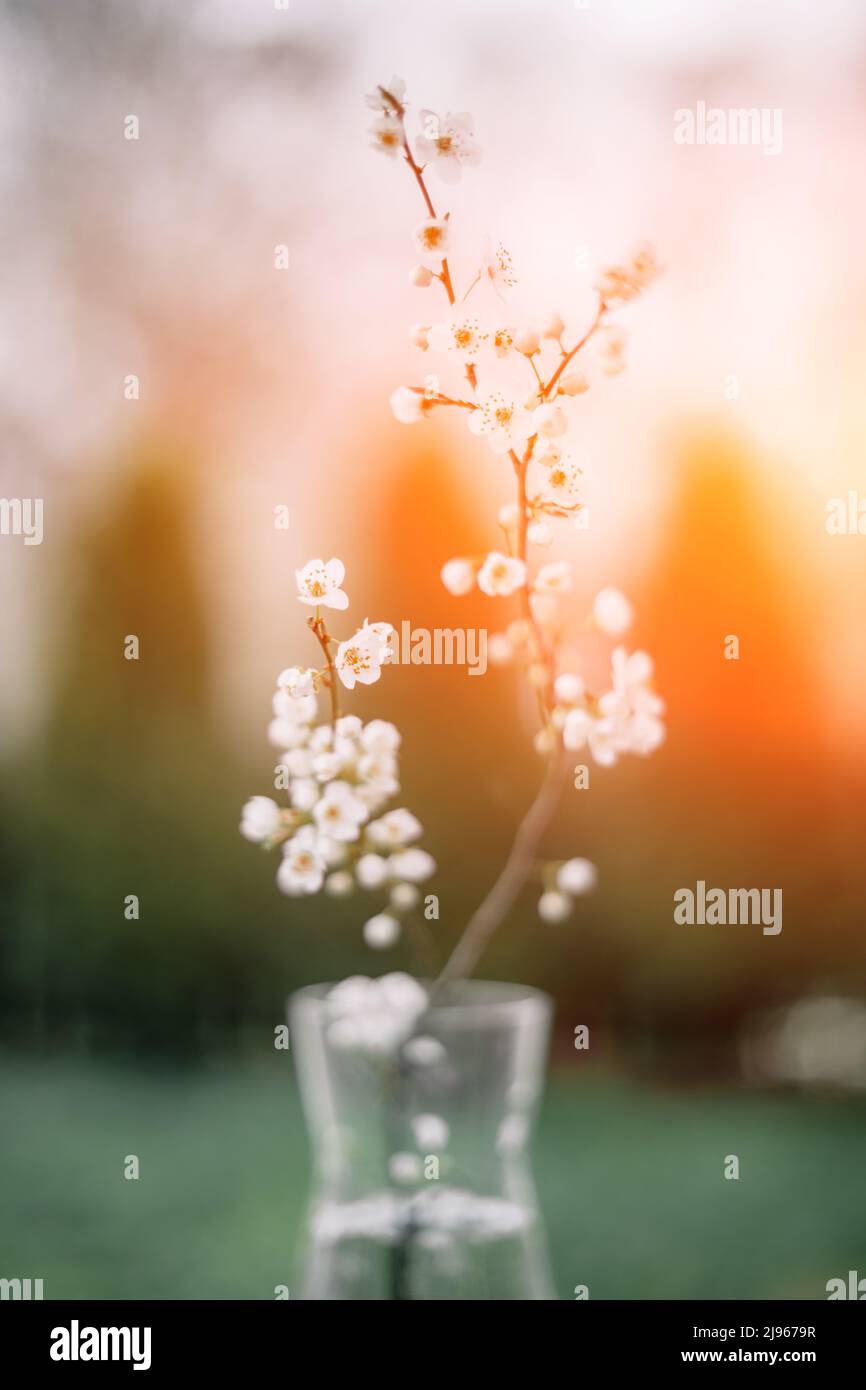 Weiße Kirschblüten Zweig auf Glasvase im Frühling bei Sonnenuntergang. Minimale Naturfotografie Stockfoto
