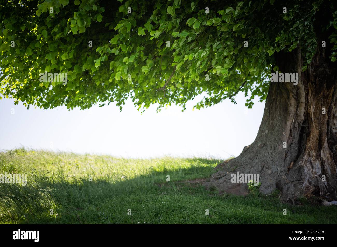 Alte Linden auf Sommerwiese. Große Baumkrone mit üppigem grünen Laub und dickem Stamm, der durch das Licht des Sonnenuntergangs leuchtet. Landschaftsfotografie Stockfoto