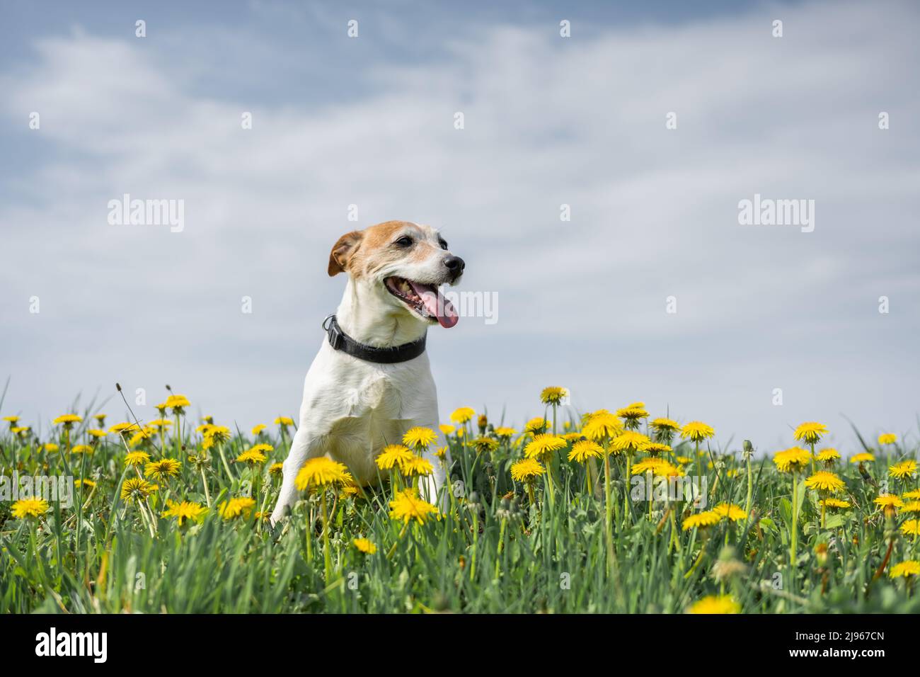 Jack Russel Terrier auf der gelben Blumenwiese. Glücklicher Hund mit ernstem Blick Stockfoto