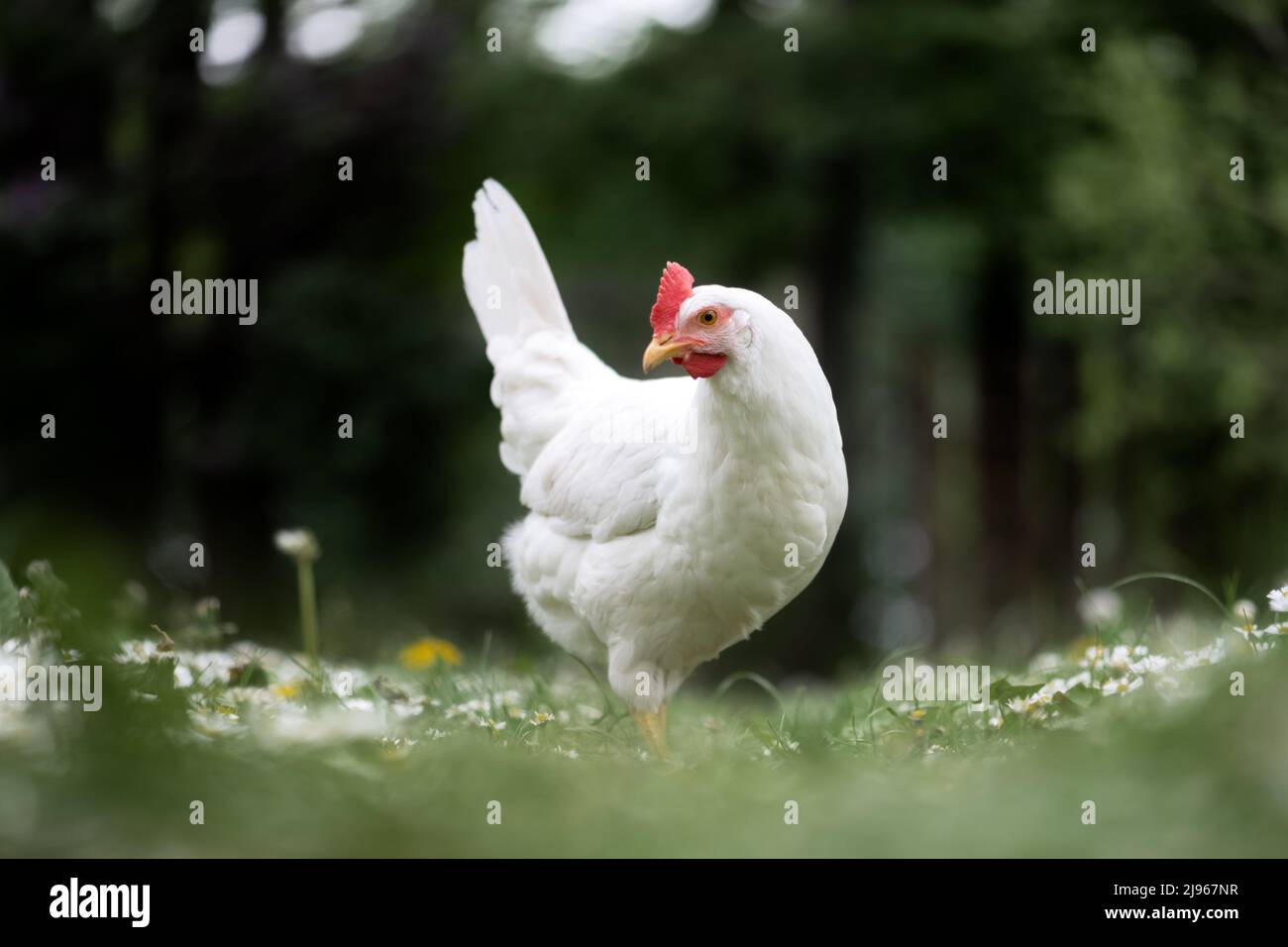 Freirange weißes Huhn leghorn brüten im Sommergarten Stockfoto