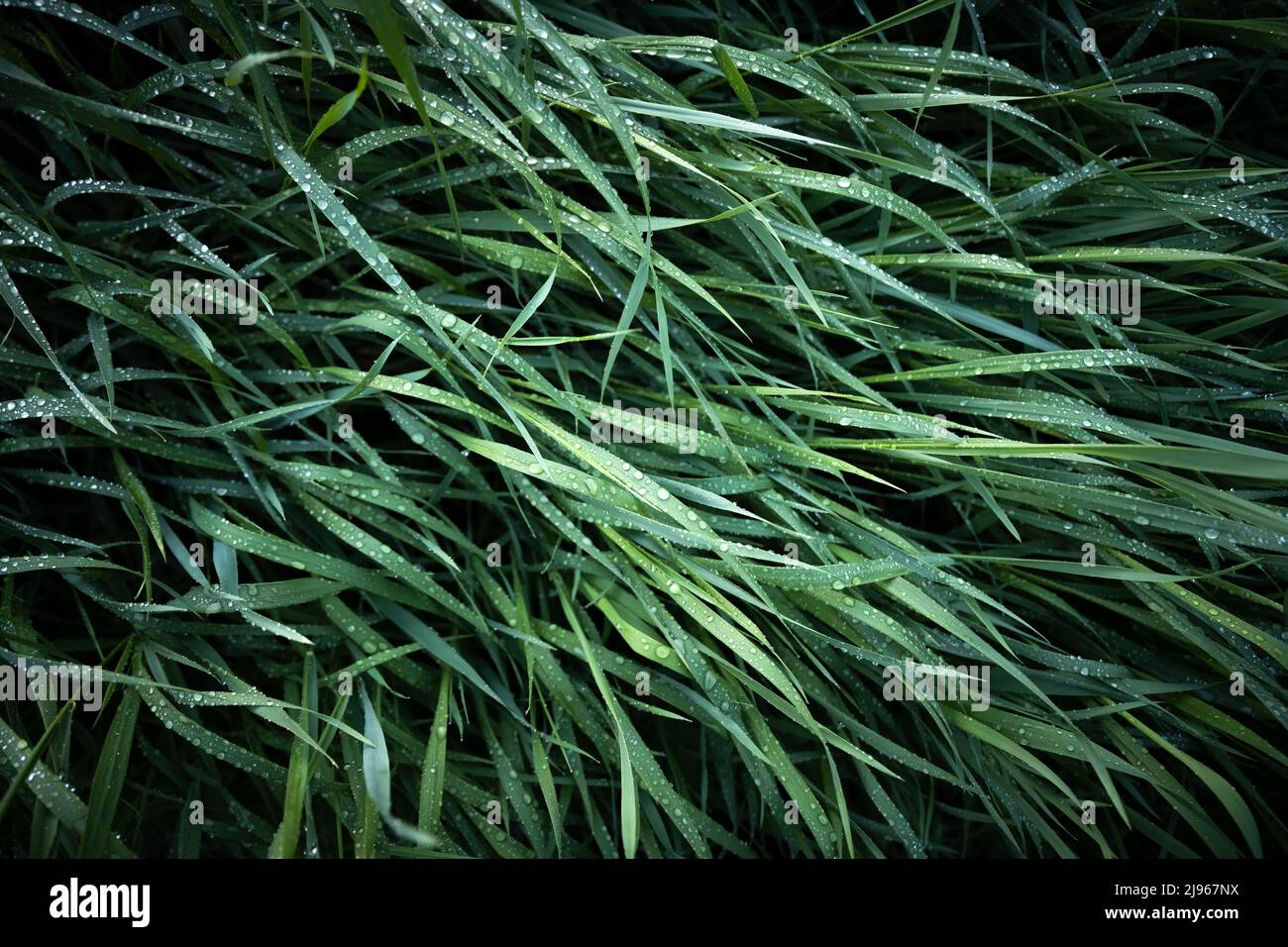 Frisches grünes Gras mit morgendlichen Tau-Tropfen aus der Nähe. Natur Hintergrund Stockfoto