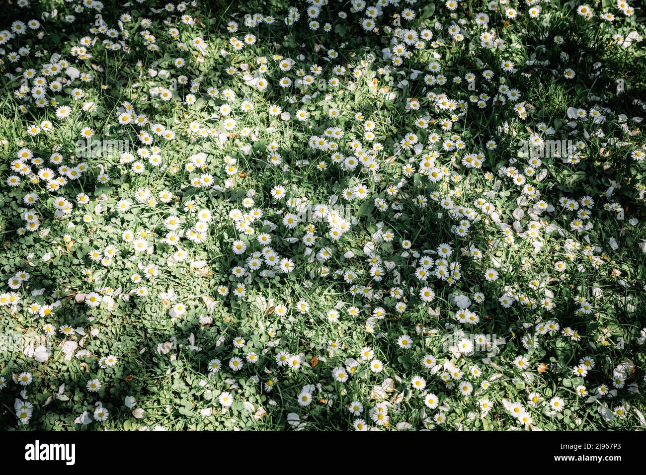 Nahaufnahme Naturansicht von grünen kreativen Layout aus grünem Gras und Gänseblümchen auf Frühlingswiese. Natürlicher Hintergrund Stockfoto