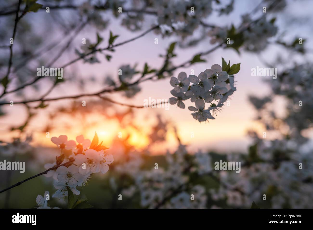 Kirschzweig mit Blumen blüht bei Sonnenuntergang. Natur Frühling Hintergrund Stockfoto