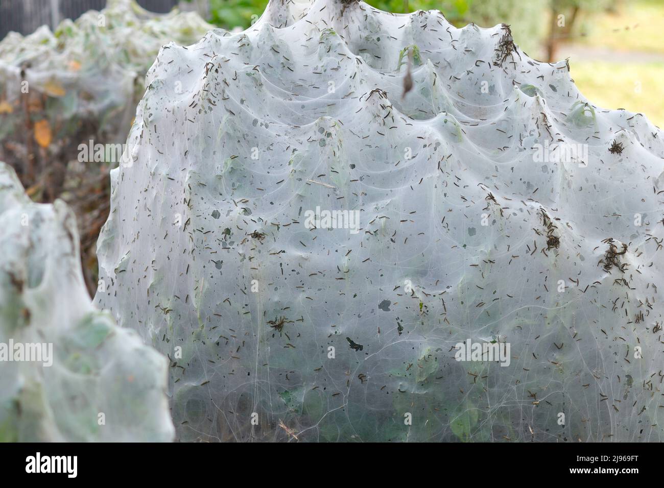 Nahaufnahme eines Befalls von Bird Cherry Ermine Moth Raupen in einer Hecke in einem Castleford Park in West Yorkshire Stockfoto