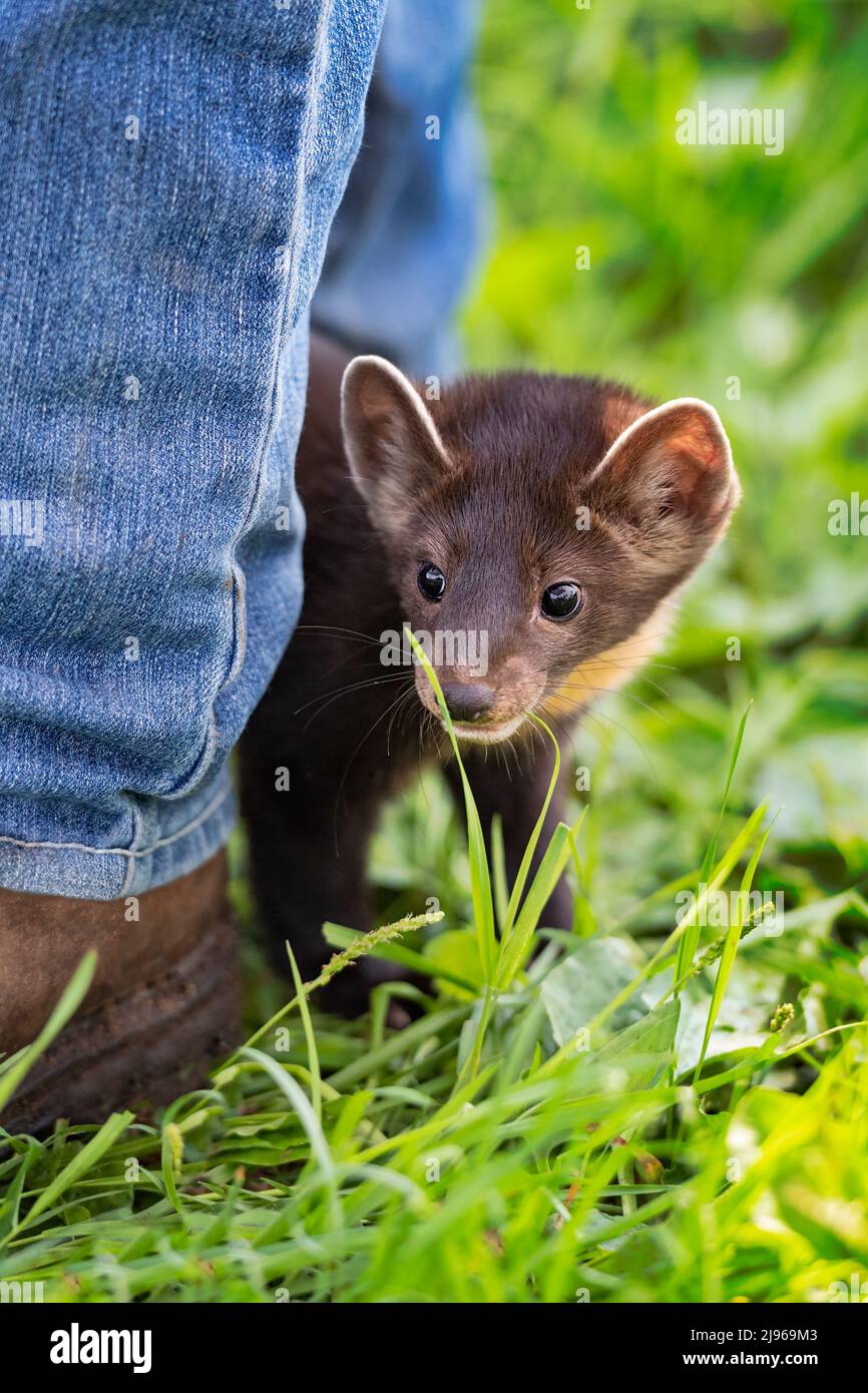 American Pine Marten (Martes americana) Kit Peers around Handlers Legs Summer - Captive Animal Stockfoto