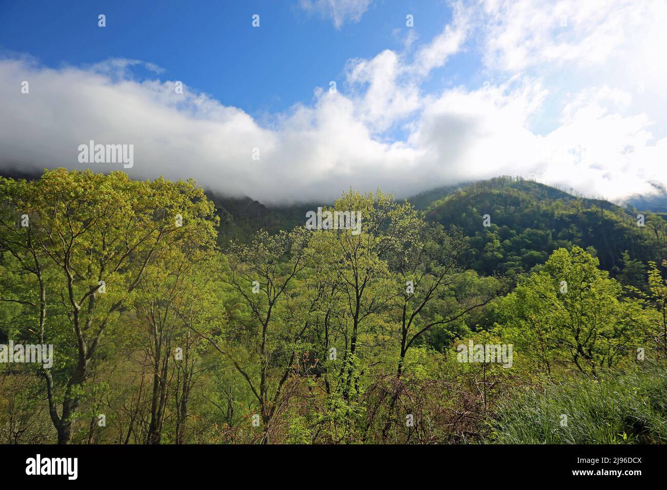 Bäume und Nebel - Great Smoky Mountains NP, Tennessee Stockfoto