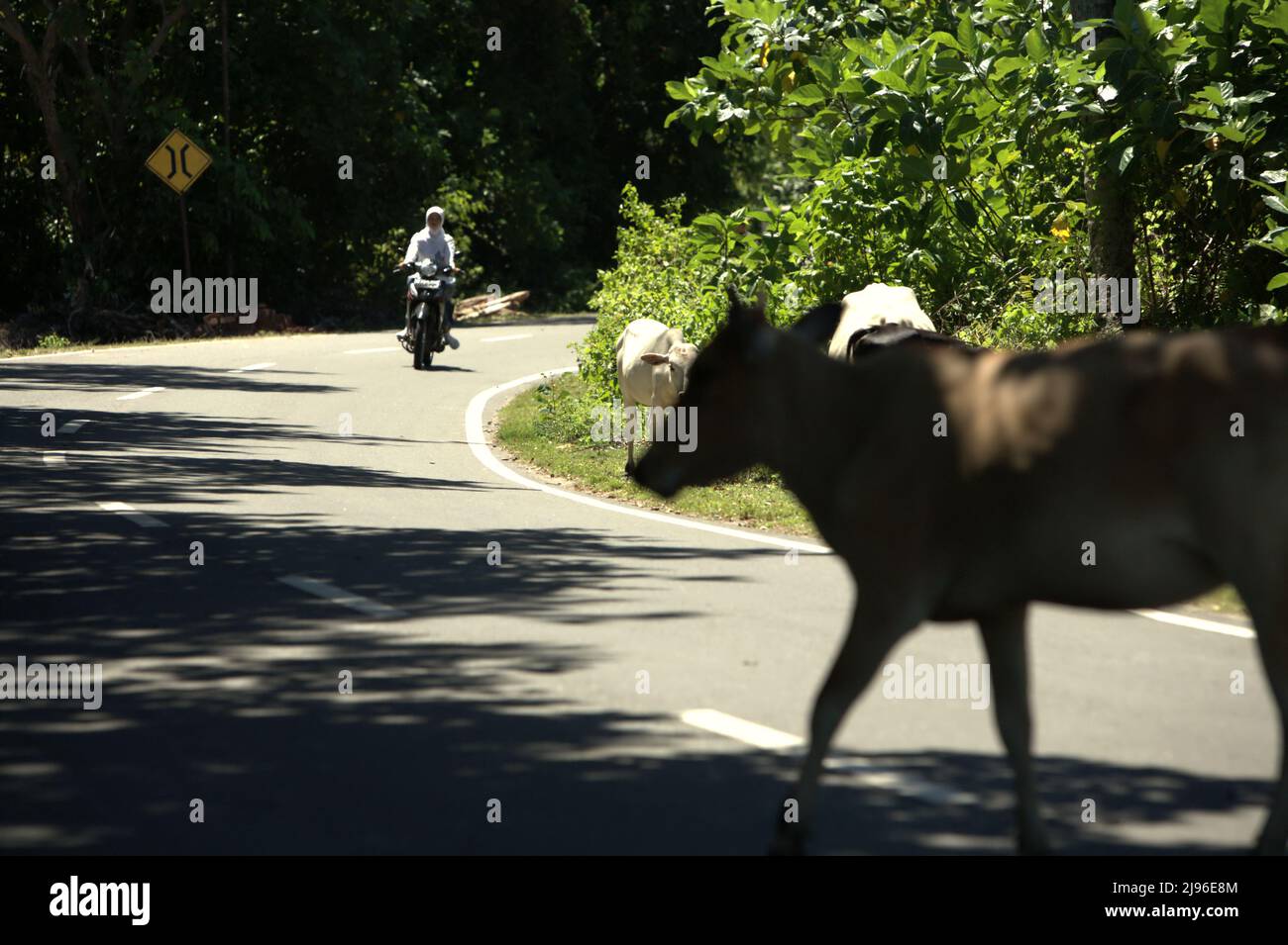 Eine junge Frau in Highschool-Uniform, die auf einem Motorrad fährt, in einem Vorderboden einer Kuh, die auch auf derselben Straße in der Küstenregion Krui, Pesisir Barat, Lampung, Indonesien läuft. Stockfoto