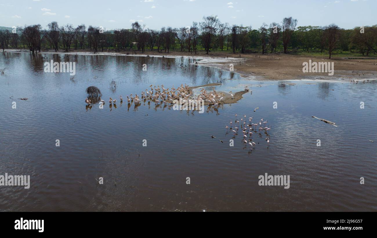 Nakuru, Kenia. 16.. Mai 2022. (ANMERKUNG DER REDAKTION: Aufnahme mit Drohne) Luftaufnahme von großen weißen Pelikanen am Ufer des nun überfluteten Lake Nakuru. In den letzten 10 Jahren sind die Seen im Rift Valley stetig gestiegen, was Experten als die Auswirkungen des Klimawandels nennen. Die Überschwemmungen haben Hunderte von Menschen aus ihren Häusern und ihrer Arbeit vertrieben, die armen und marginalisierten Gemeinschaften tragen die Hauptlast davon. (Bild: © James Wakibia/SOPA Images via ZUMA Press Wire) Stockfoto