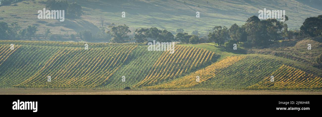 Ein nebliger Panoramablick auf die Herbstblätter in einem Weinberg in der Weinregion Yarra Valley in Australien Stockfoto