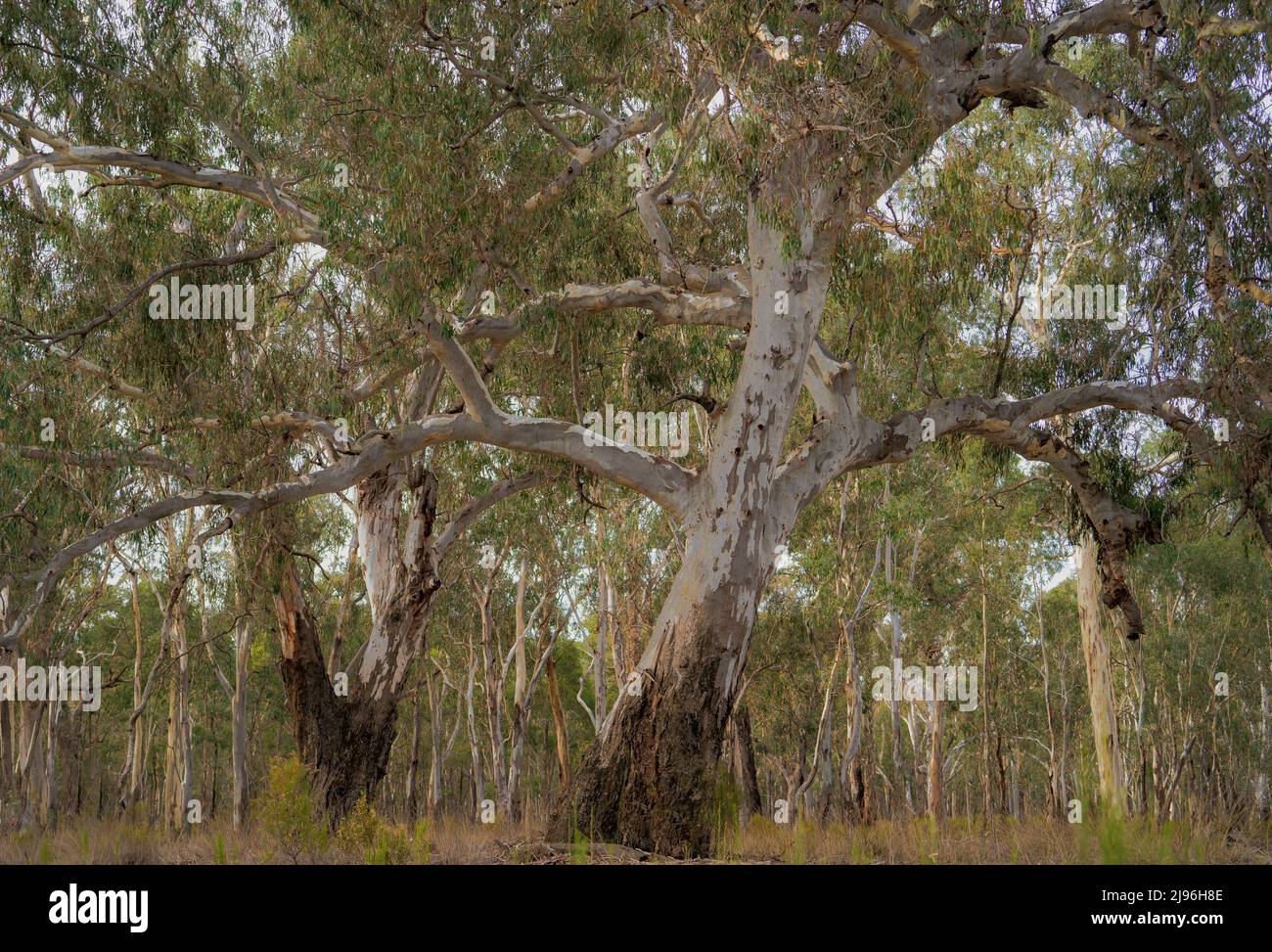 Majestätische Bäume am australischen Fluss Red Gum (Eucalyptus camaldulensis) am Reedy Lake in der Nähe von Nagambie, Victoria, Australien Stockfoto