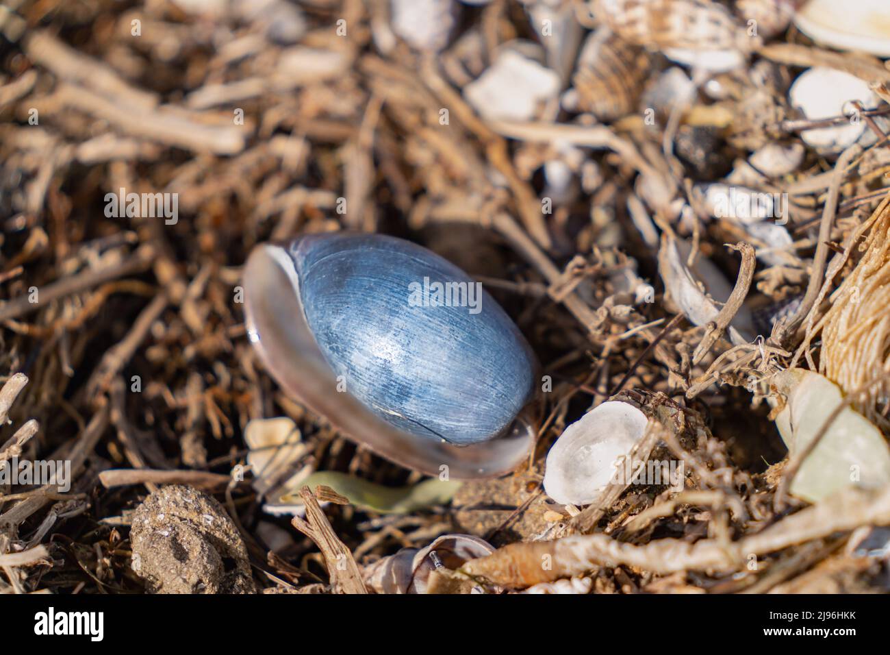 Nahaufnahme einer blauen Muschel in der Strandlinie in Port Phillip Bay, Victoria, Australien Stockfoto