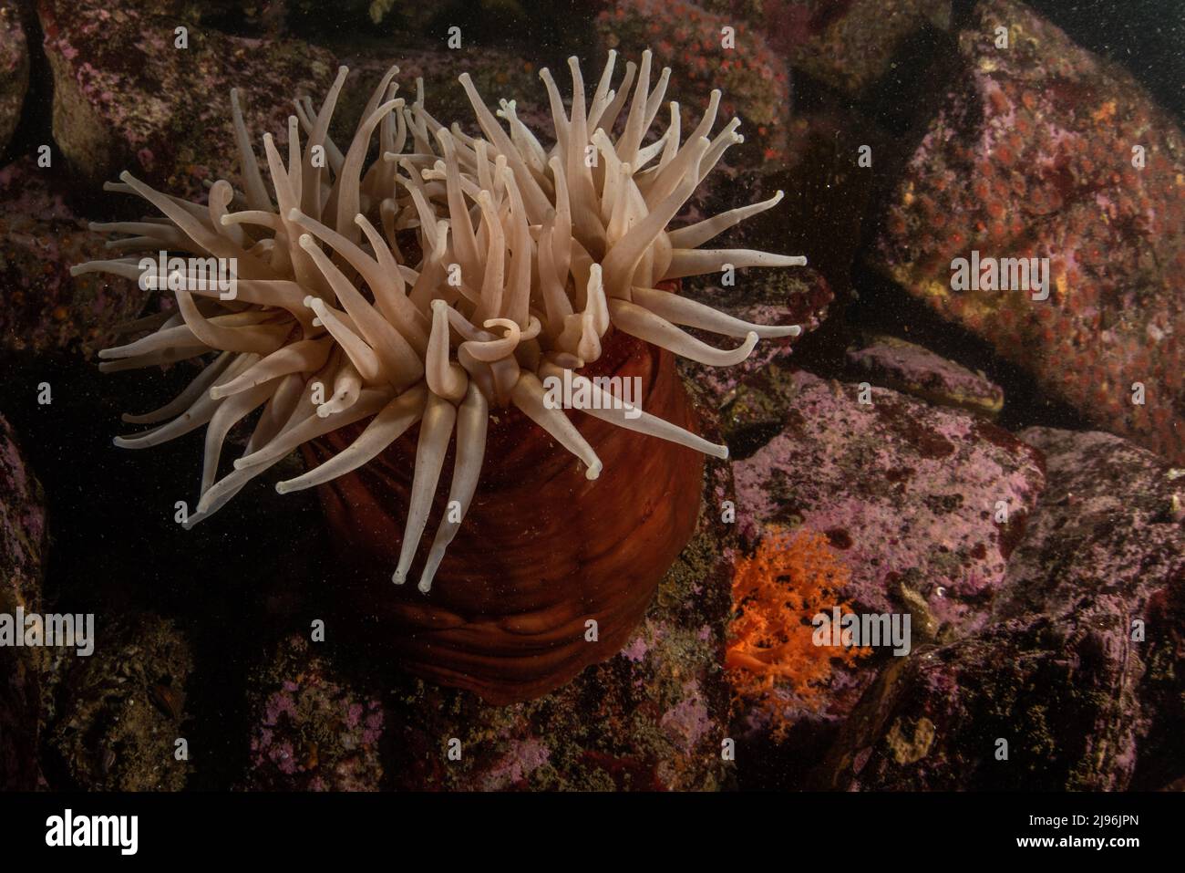 Urticina piscivora, die fischfressende Anemone, sitzt auf einigen Felsen unter Wasser im Pazifischen Ozean in Monterey Bay, Kalifornien, USA, Nordamerika. Stockfoto
