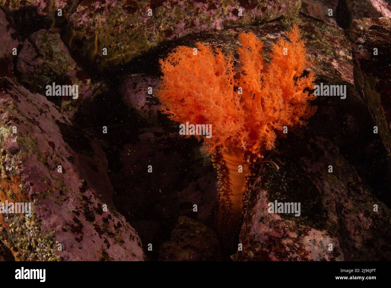 Ein Filter, der Orange Sea Cucumber (Cucumaria miniata) am pazifischen Meeresboden in Monterey Bay, Kalifornien, Nordamerika, füttert. Stockfoto