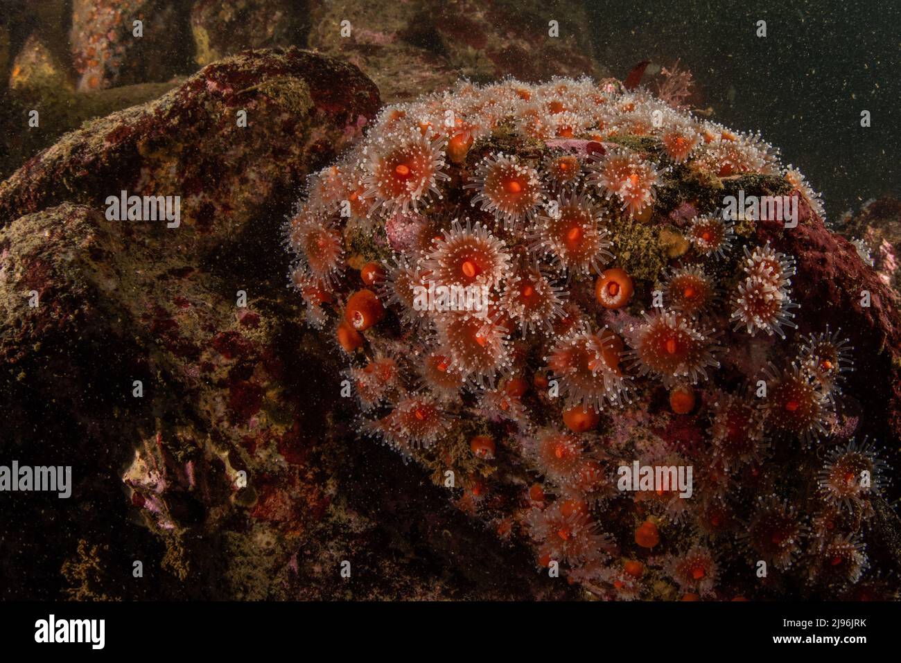 Eine Kolonie von Erdbeeranemonen (Corynactis californica) auf dem pazifischen Meeresboden in Monterey Bay, Kalifornien, Nordamerika. Stockfoto