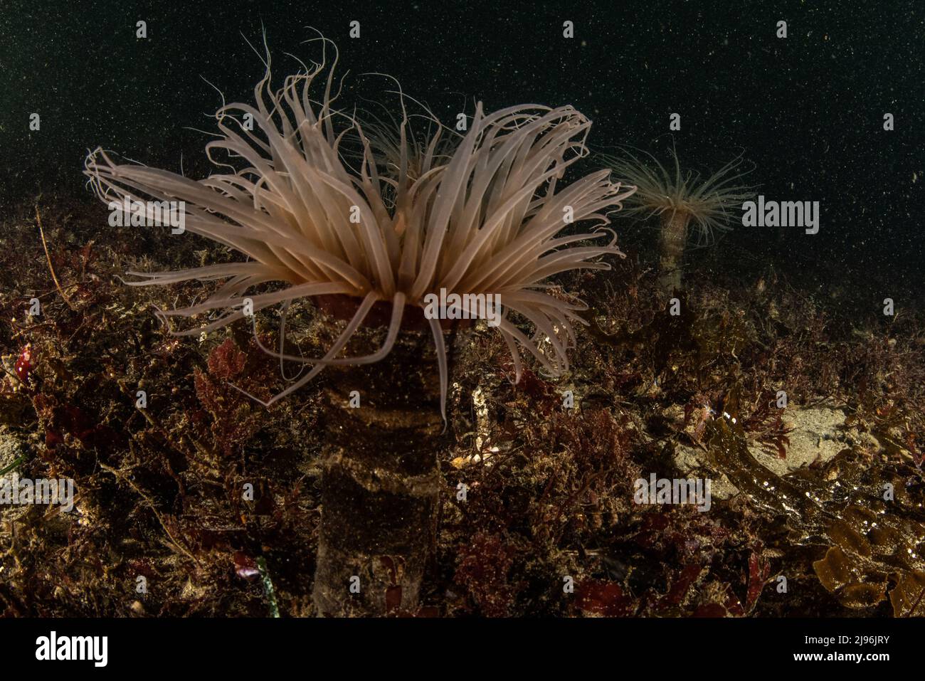 Röhrenanemone (Pachycerianthus fimbriatus) unter Wasser am pazifischen Meeresboden in Monterey, Kalifornien, USA, Nordamerika. Stockfoto