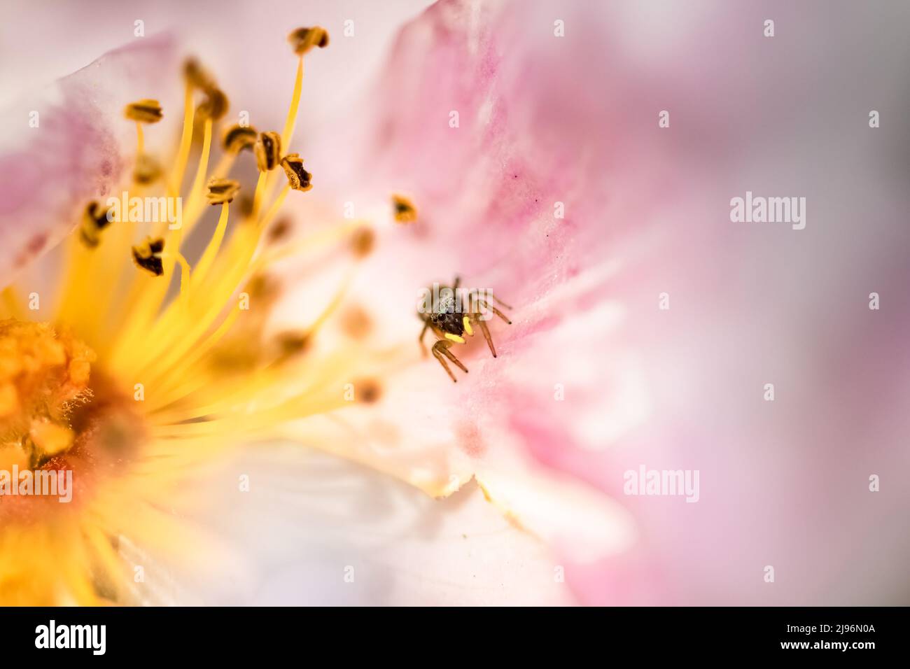 Ein kupferfarbener Sonnenspringer, Heliophanus cupreus, kleine Spinne auf einer rosa Rose im Frühjahr, farbenfroher Hintergrund Stockfoto
