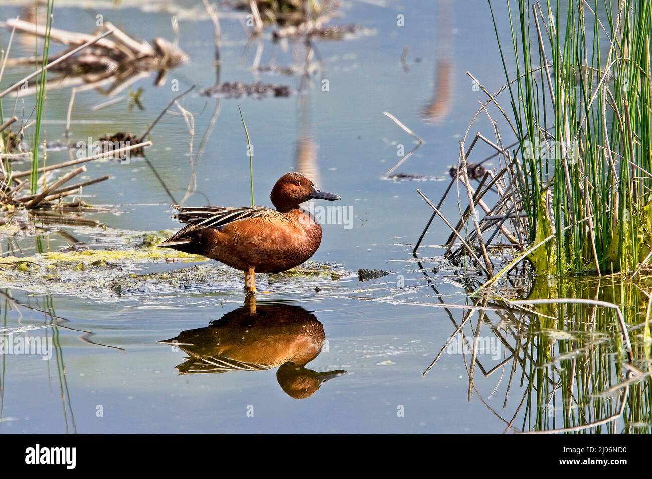 Cinnamon Teal (Spatula cyanoptera), männlich im Flachwasser, British Columbia, Kanada. Stockfoto