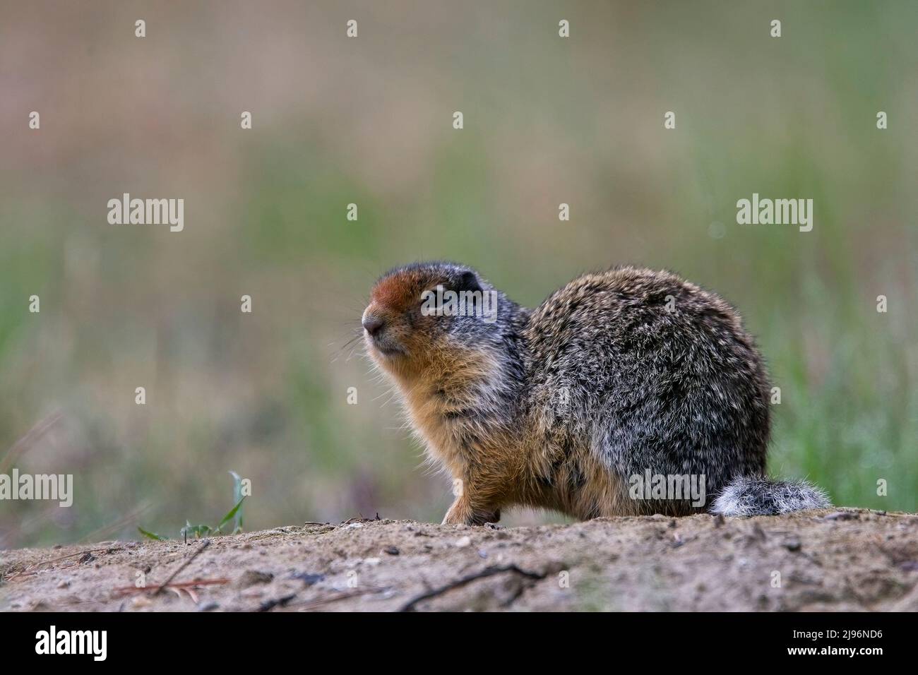 Columbian Ground Squirrel, (Spermophilus columbianus), British Colombia, Kanada. Stockfoto