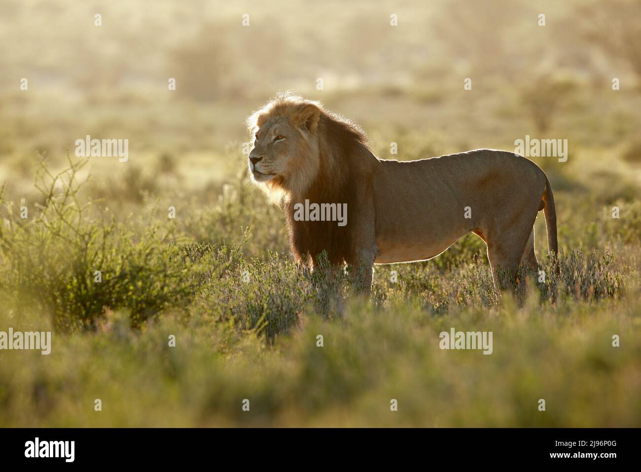 Große männliche Afrikanischer Löwe (Panthera leo) bei Sonnenaufgang, Kalahari Wüste, Südafrika Stockfoto