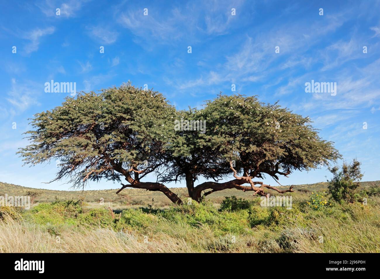 Afrikanischer Kameldornbaum (Vachellia erioloba) gegen blauen Himmel, Südafrika Stockfoto