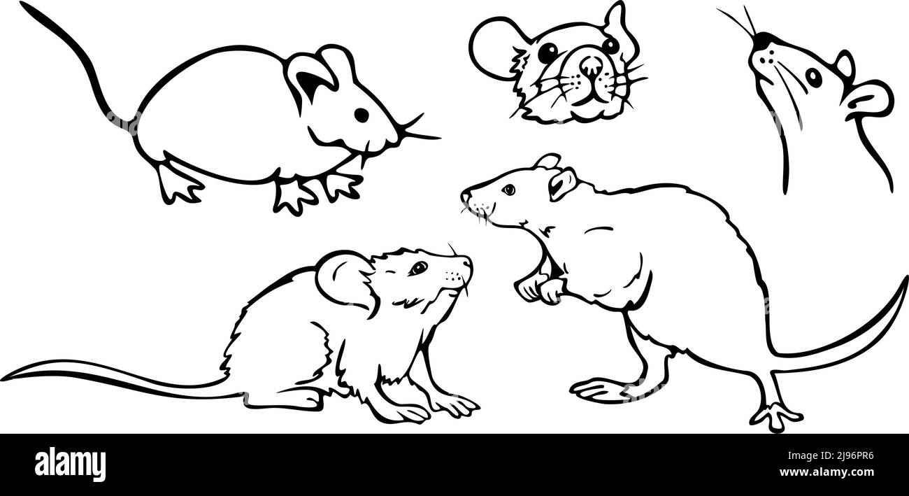 Vektorgrafik mit Sammlung von Mäusen. Schwarz-weiße Mäuse und Ratten. Stock Vektor