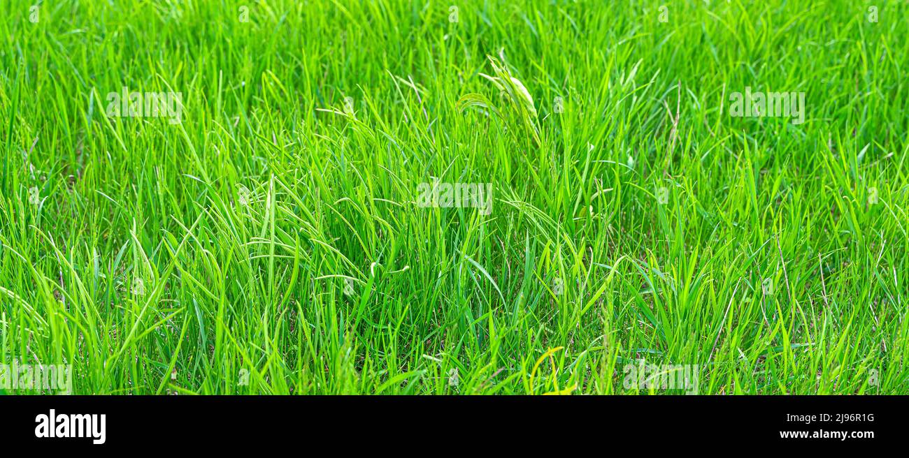 Grünes saftiges Gras im Sonnenlicht. Wiesengras. Stockfoto