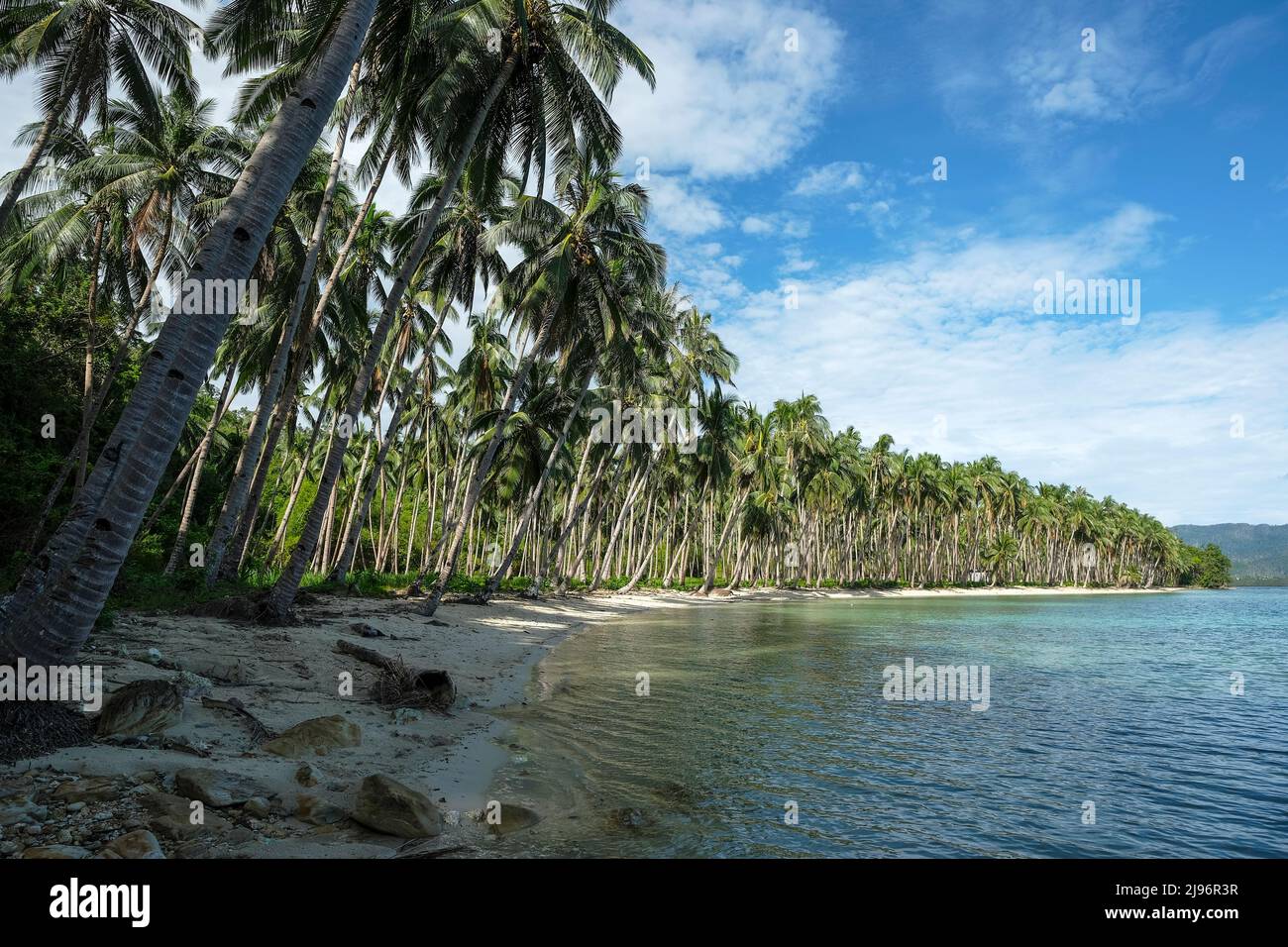 Kokosnussstrand in Port Barton, Palawan, Philippinen. Stockfoto