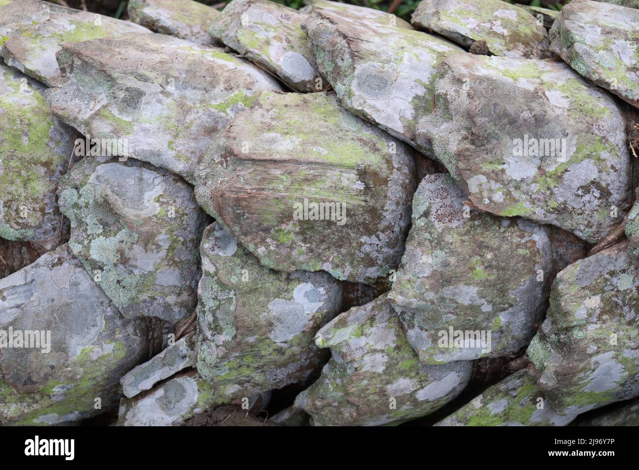 bangladeshi Datteln Baum in der Nähe für die Ernte Stockfoto