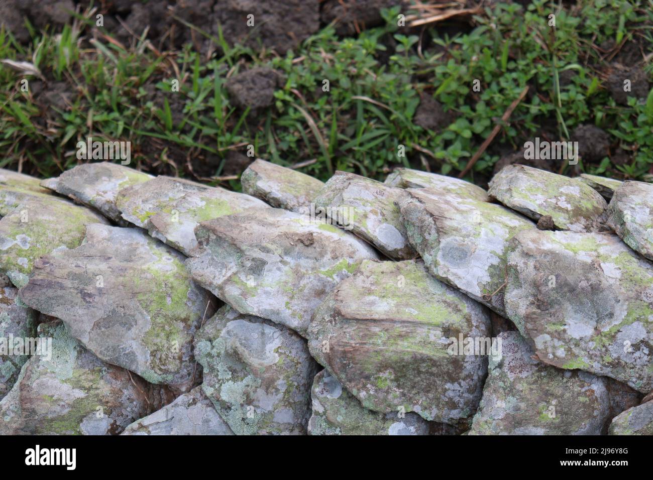 bangladeshi Datteln Baum in der Nähe für die Ernte Stockfoto