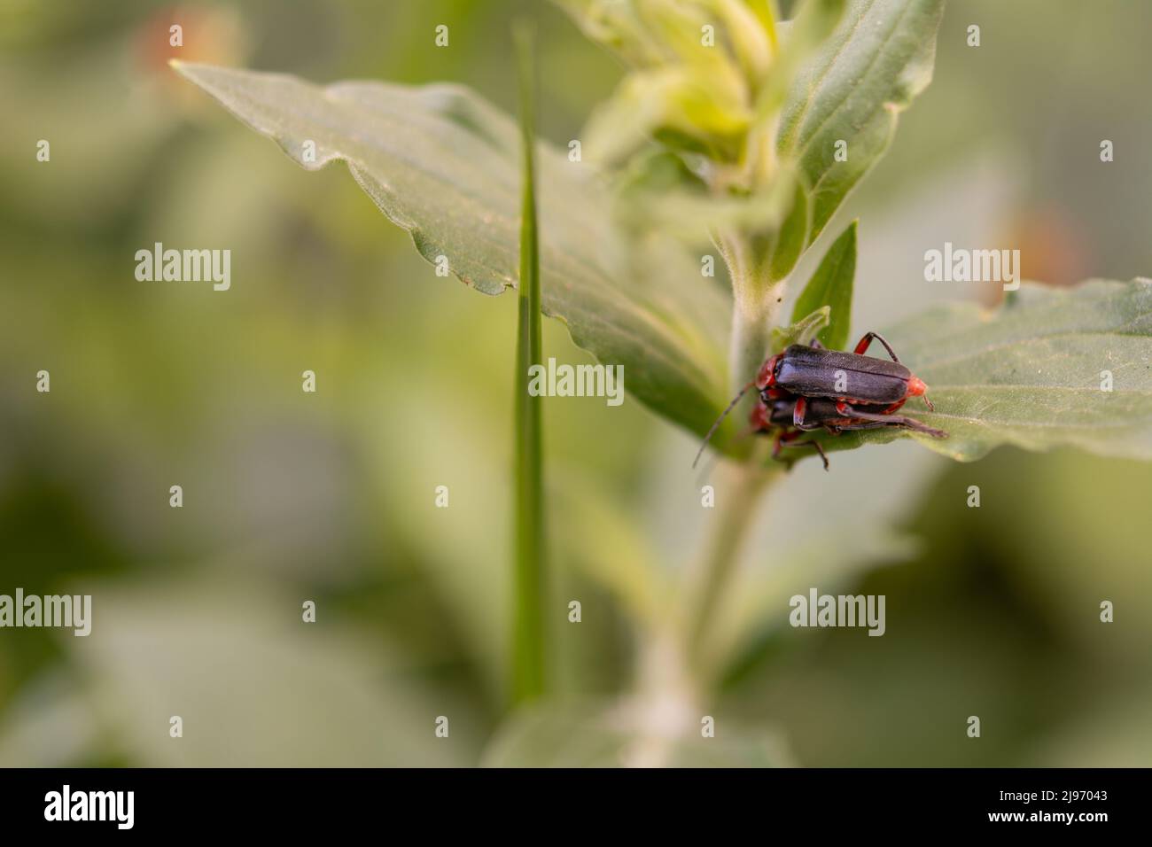 Soldatenkäfer Cantharis livida paaren sich auf dem Blütenauslass Stockfoto