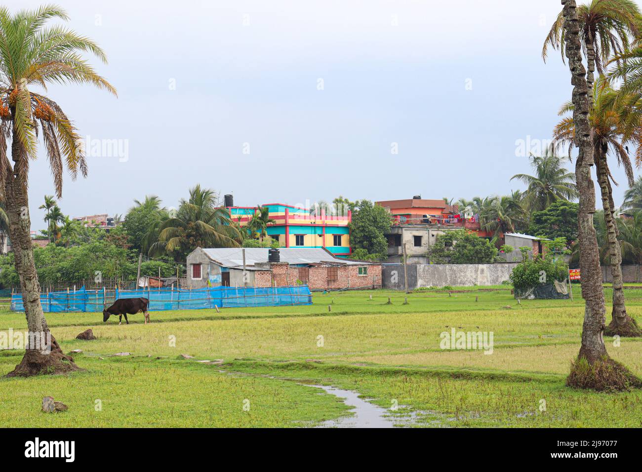 bangladeshi Datteln Baum in der Nähe für die Ernte Stockfoto