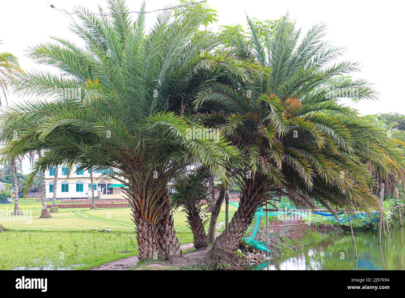 bangladeshi Datteln Baum in der Nähe für die Ernte Stockfoto