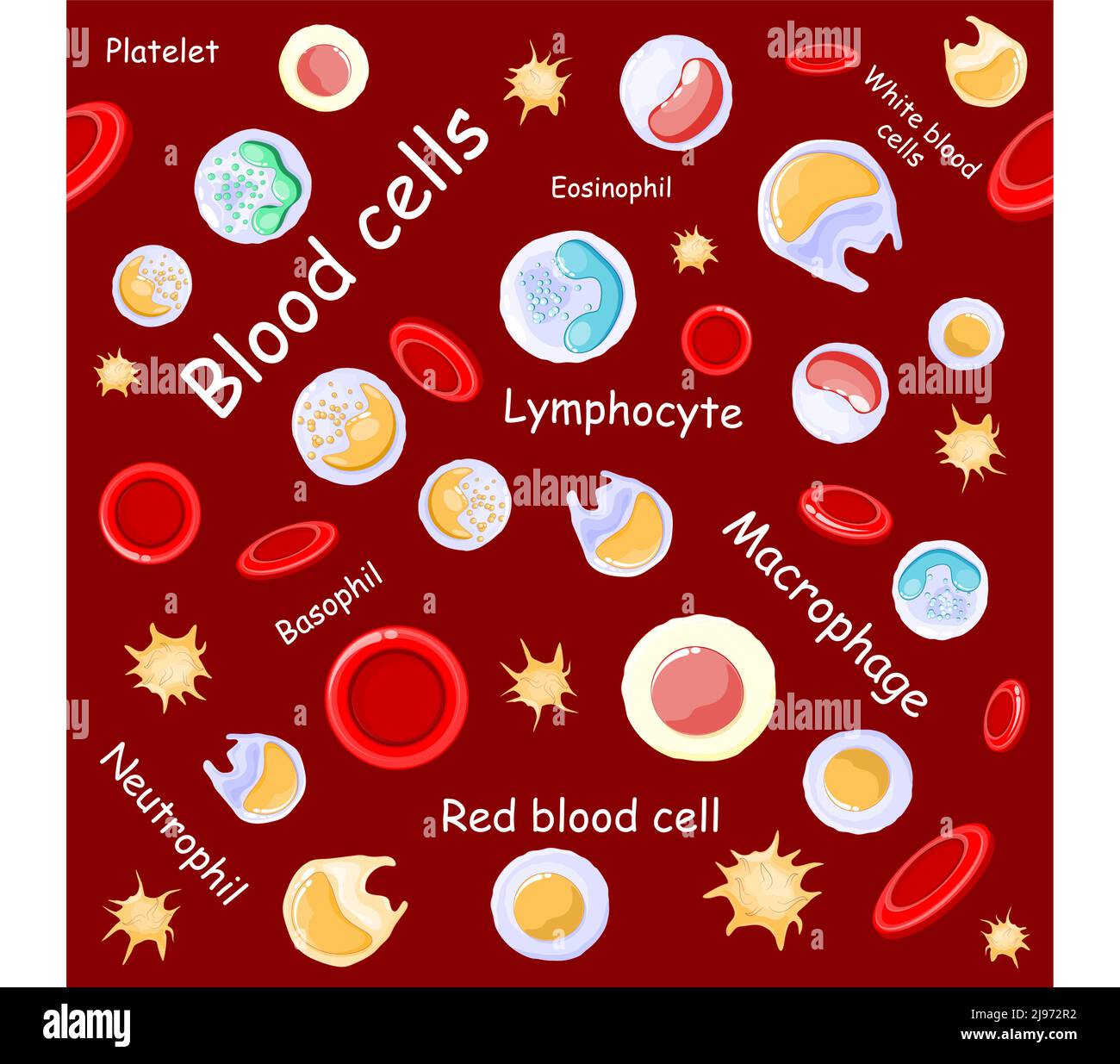 Nahtloses Muster. Rote und weiße Blutkörperchen unter dem Mikroskop. Vektorhintergrund Stock Vektor